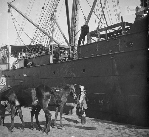 Malaga: Embarque de ganado de Artilleria de montana en el vapor Isla de Luzon. 1909