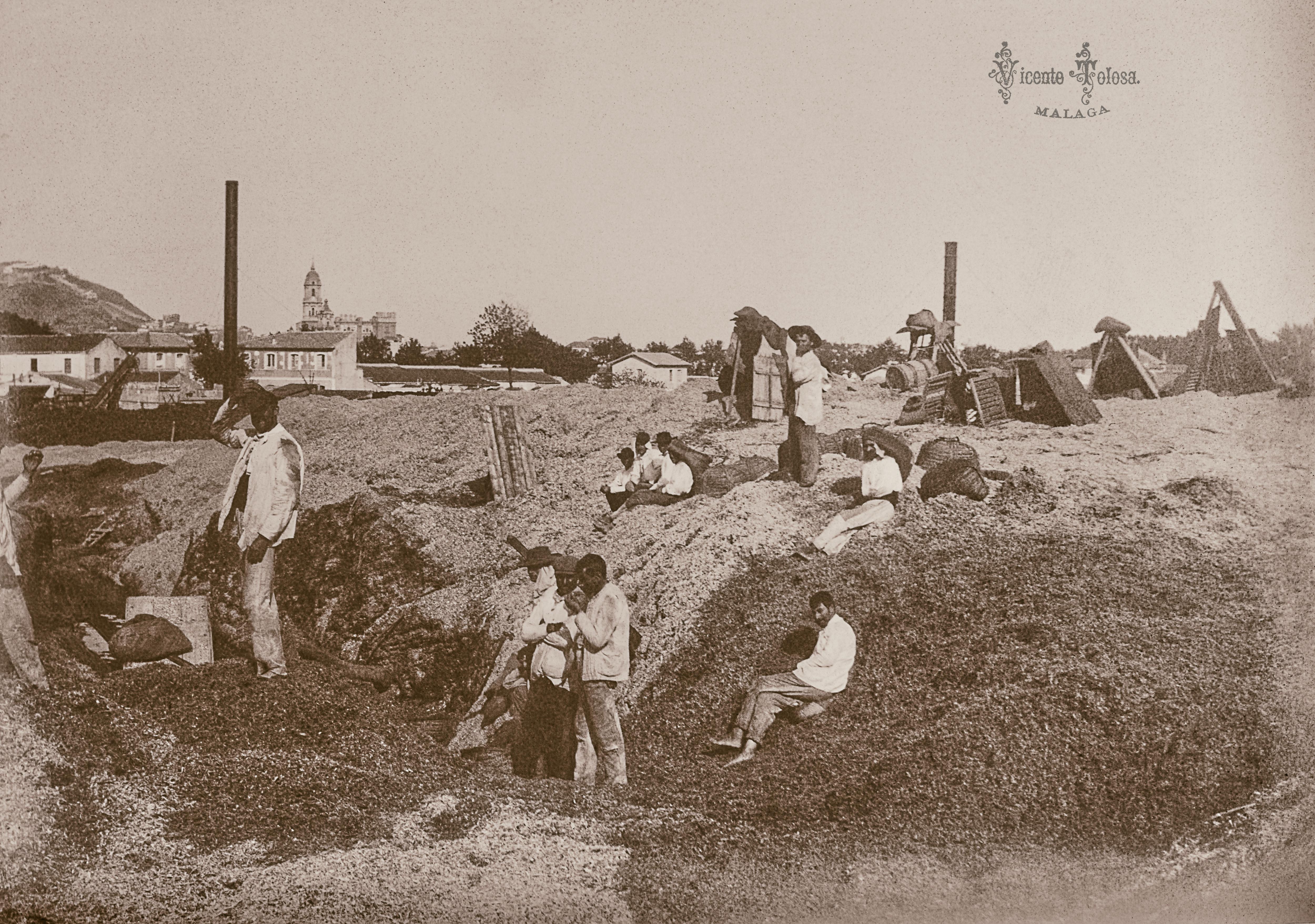 Malaga, Azucarera Zamarrilla o de Nuestra Sra. de la Concepcion, 1901