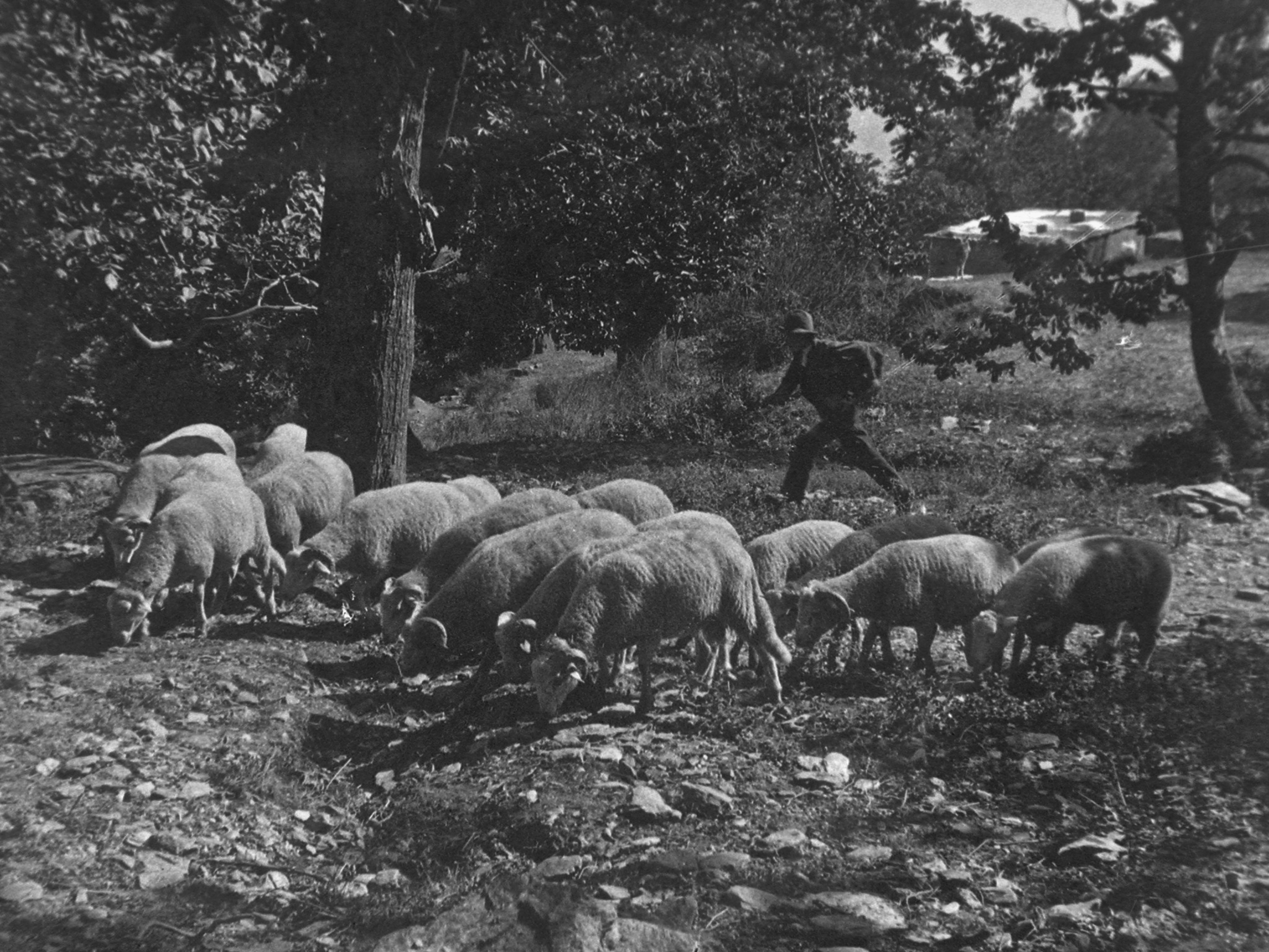 Lanjaron: Manada de borregos con pastor. 1-9-1915