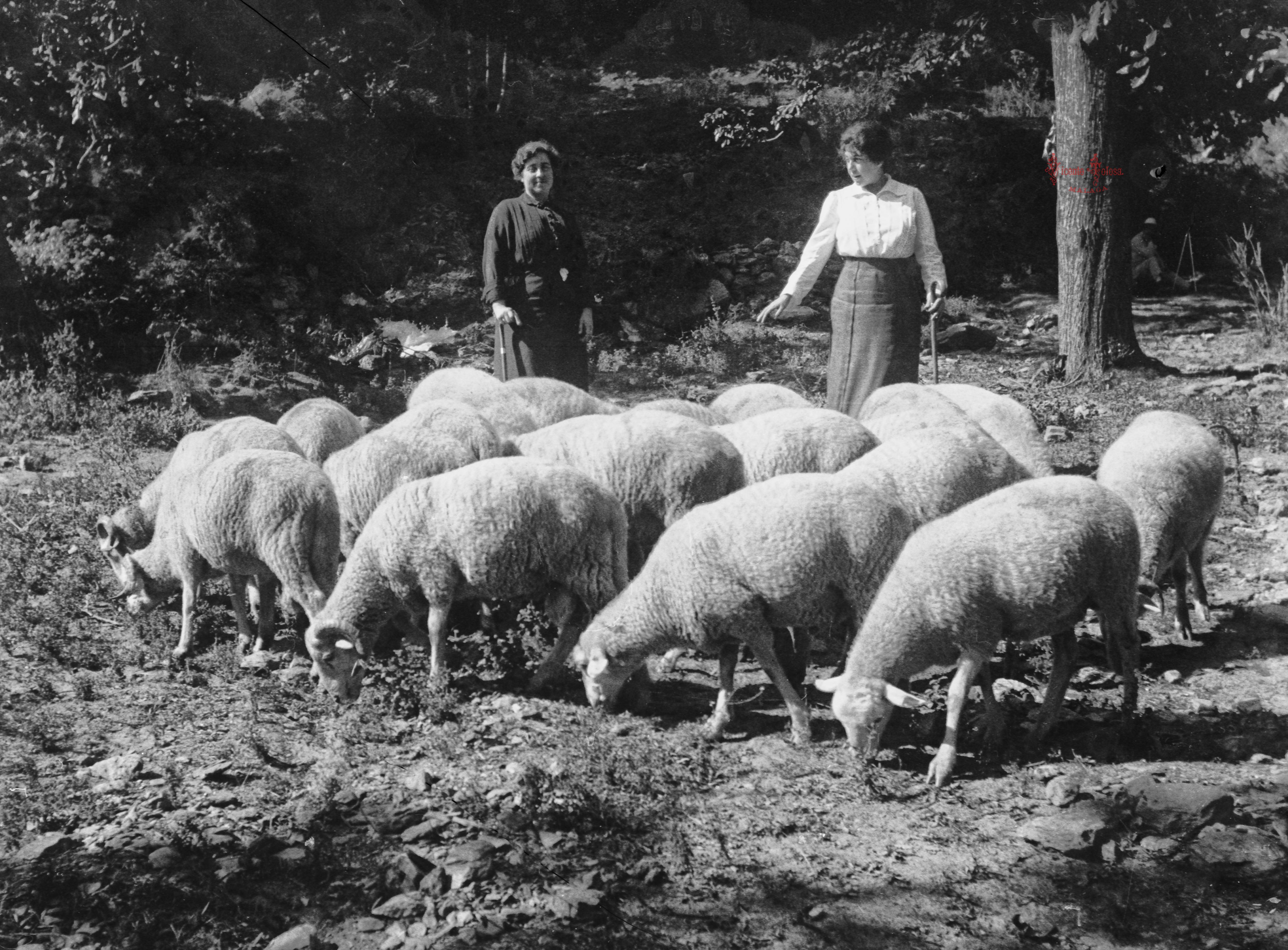 Lanjarón: Manada de borregos con pastores. 1-9-1915