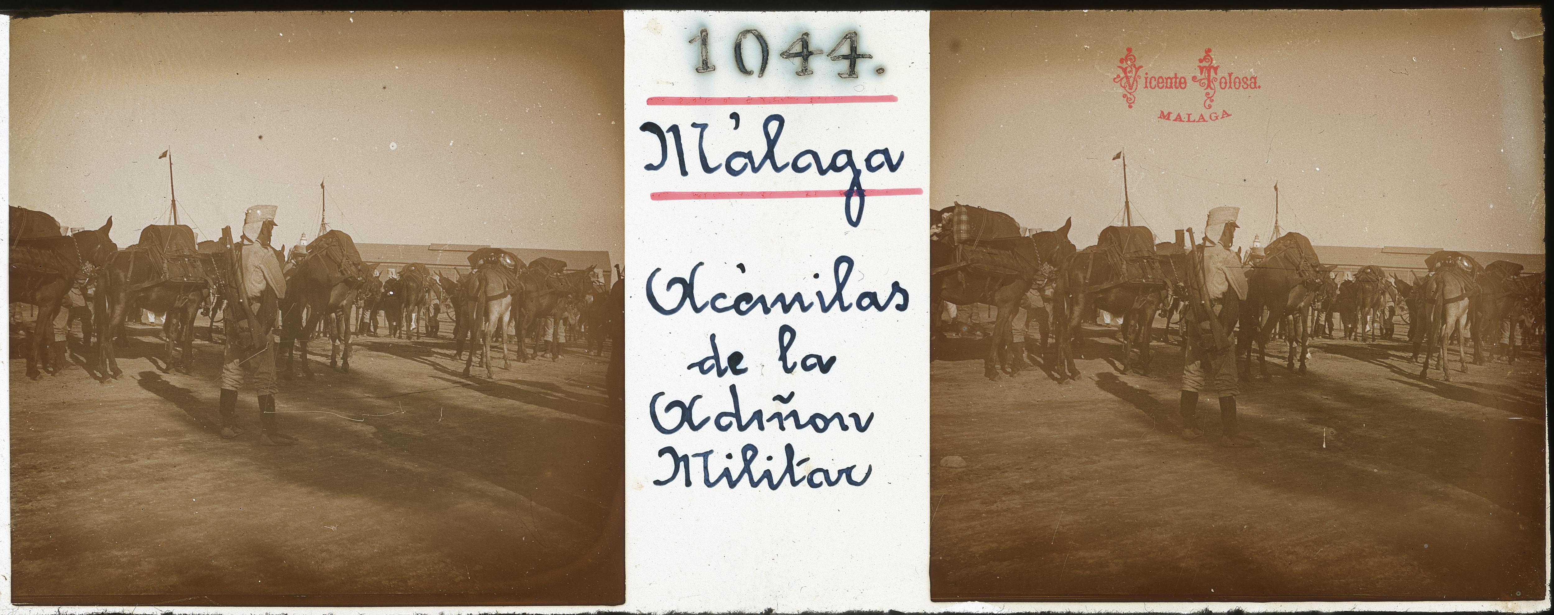 Malaga: Acemilas de la Admon. Militar. 1909