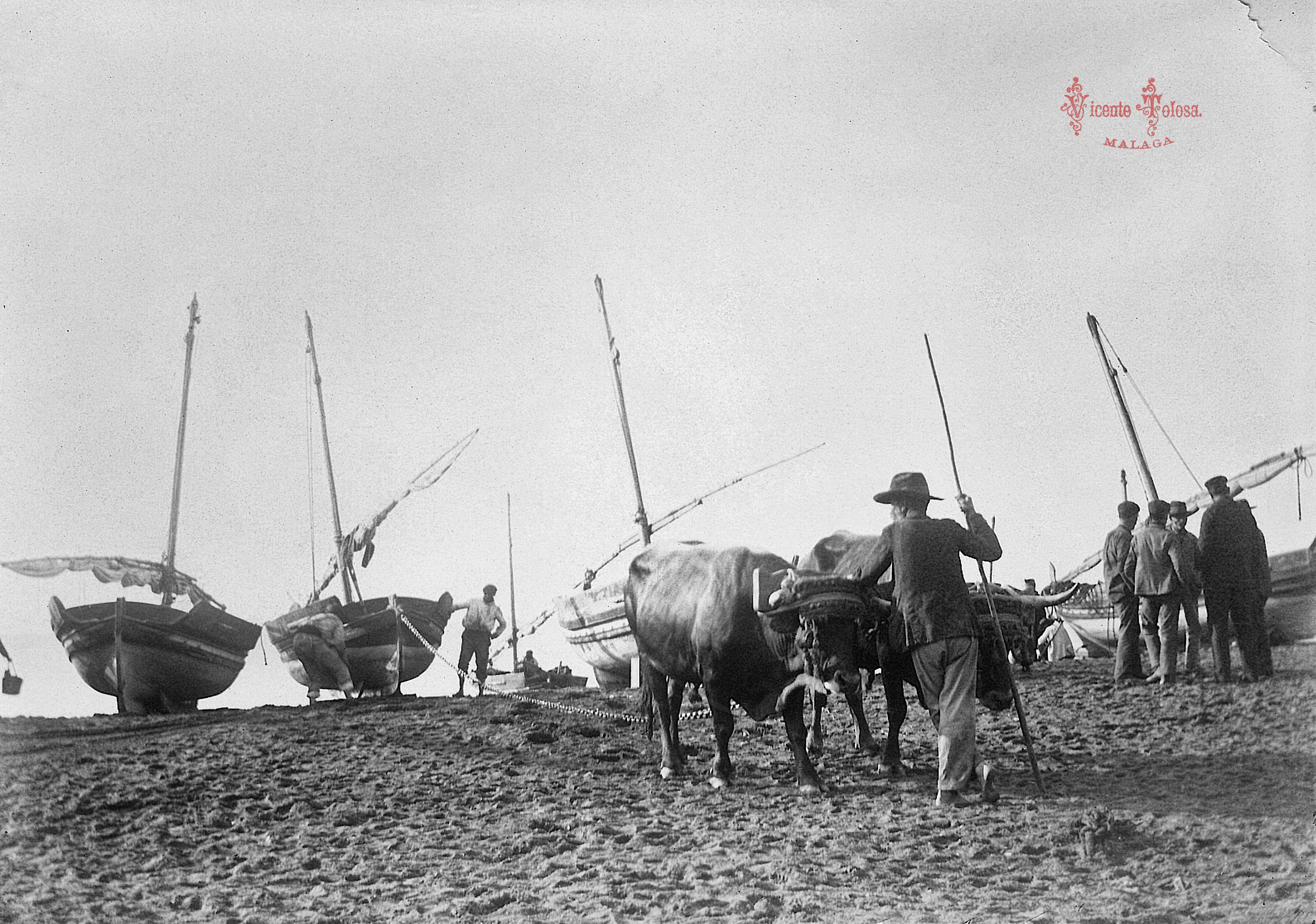 Malaga: Playas de la Pescaderia: Bueyes varando una barca de pesca. 1903